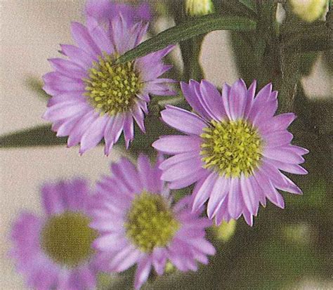 We did not find results for: Flowers - Burton Jennings Florist