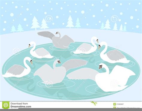 Seven Swans A Swimming Clipart Free Images At Vector Clip