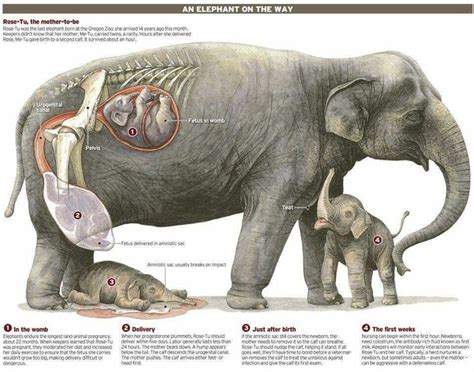 Pin En Asian Elephants