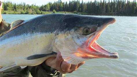 #tornionjoki #matkakoski #fishing #kalastus #riverbug #putkiperhot #finnlures #salmon #salmonfishing #saumon #lachs #laks #spinfluga #punttikalastus. Alaskan Saltwater Fishing Captured on Video