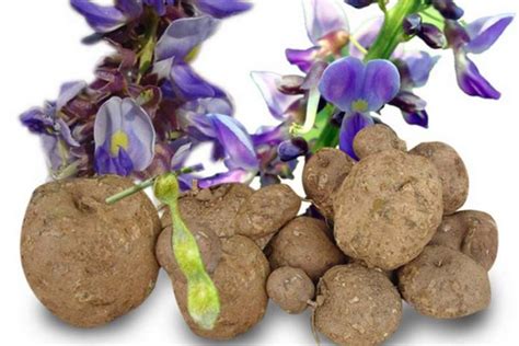 Side Effects Pueraria Mirifica Root