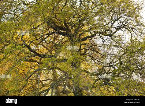 Branch Structure Of An Old Oak Tree In Autumn Stock Photo Alamy