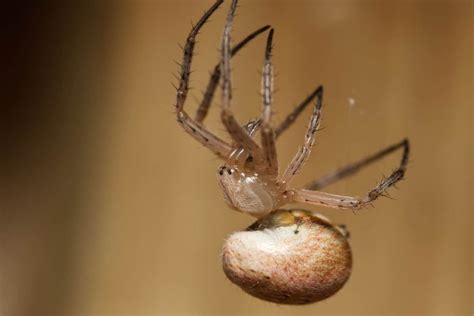 5 Of The Biggest Spiders In Louisiana A Z Animals