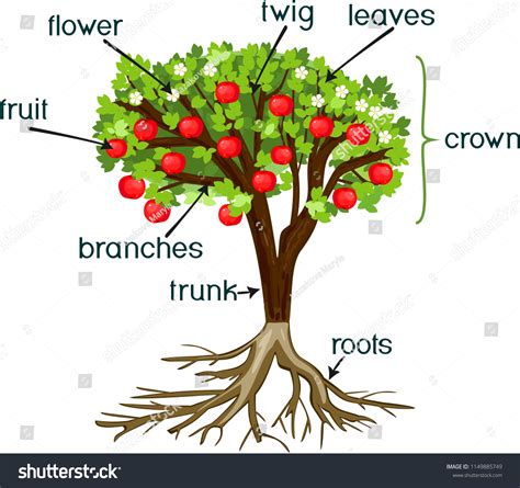 Parts Of Tree Images Stock Photos And Vectors Shutterstock