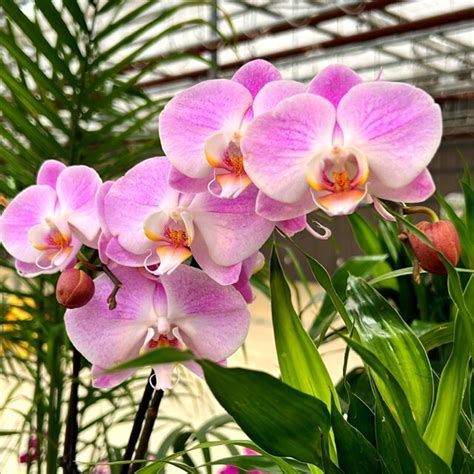 Orchids Admired By Many 🌸 Here Are Some Fun Facts About This Beloved