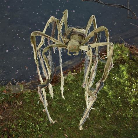 Shaking Swamp Spider Grandin Road