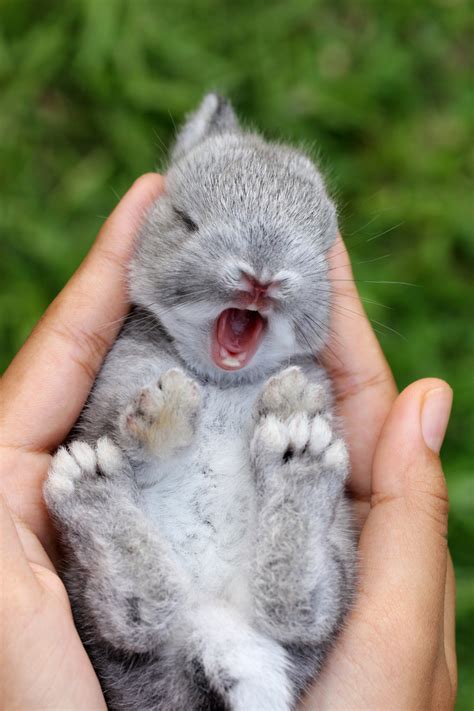 31 Cute Baby Animals That Can Melt Even A Snow Queens Heart