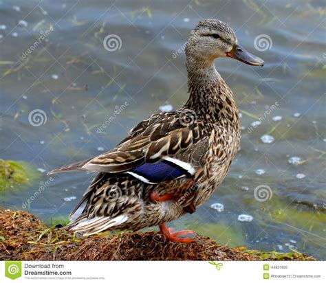 Blue Winged Teal Duck Stock Image Image Of Teal Duck