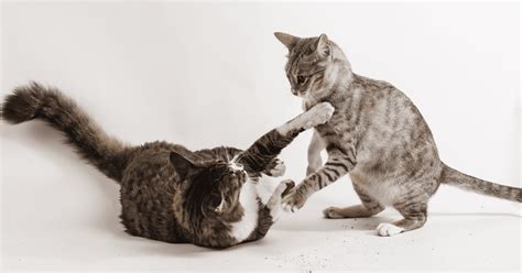 Are My Cats Playing Or Fighting How Can You Tell Feliway Shop