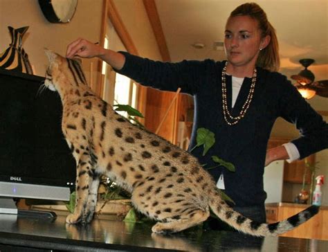 What to feed your savannah cat? what do cats actually need to eat? F2 Queens Savannah Cats & Kittens | Select Exotics ...
