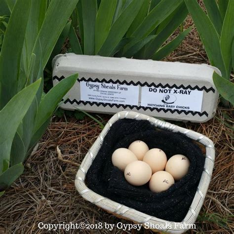 Ayam Cemani Fertilized Hatching Eggs Gypsy Shoals Farm