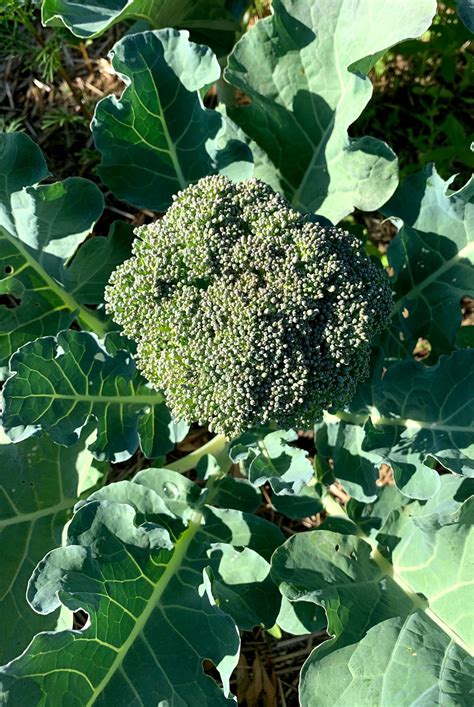 Tricks To Growing Great Tasting Broccoli In 2021 Growing Broccoli