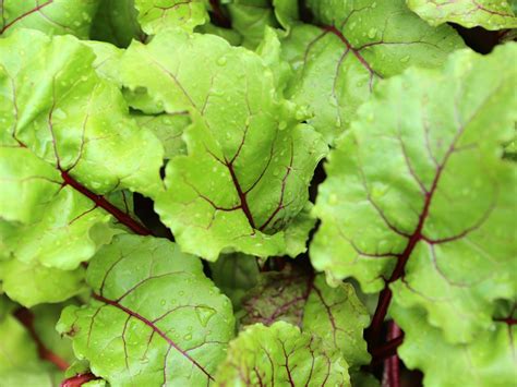 Remove stones from the soil while preparing the ground. How to Prepare, Store and Freeze Beet Greens | DIY