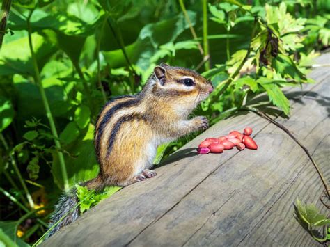 Chipmunk Is Eating Peanuts Full Length Close Up Stock Image Image
