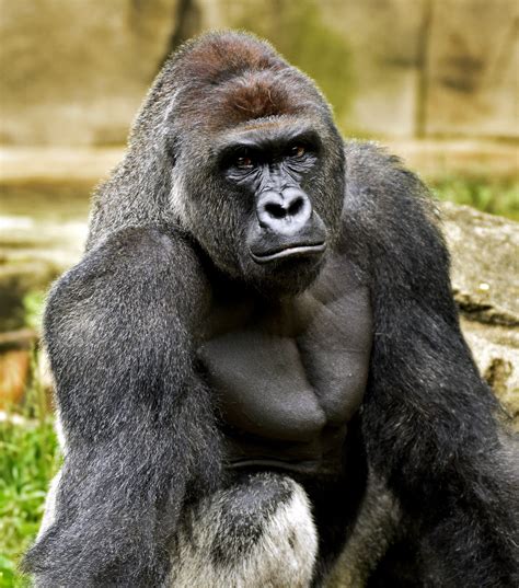 Do Gorillas Even Belong in Zoos? Harambe’s Death Spurs Debate - The New