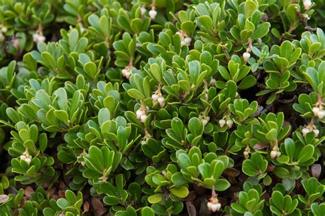 Evergreen Ground Cover Plants Beautify Your Garden With Low