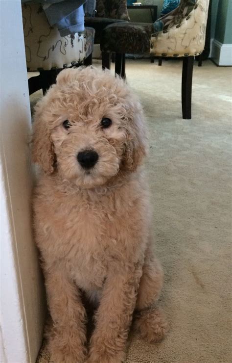 He is a 4 year old goldendoodle and is a little nervous. Daisy goldendoodle- round snout teddy bear cut | Teddy ...