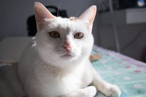 22 White Cat Breeds Complete List With Info And Pictures Pet Keen
