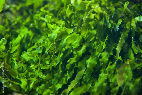 Green Seaweed Ulva Compressa Stock Foto Adobe Stock