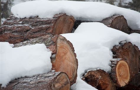 Free Images Tree Nature Rock Snow Wood Ice Weather Season