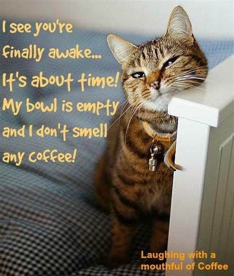 Cat Coffee Coffee Love Coffee Quotes Coffee Humor Funny Cats Funny