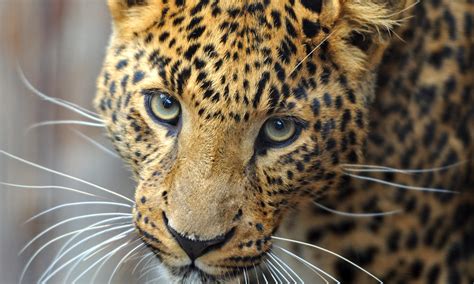 Amur Leopard The Endangered Space
