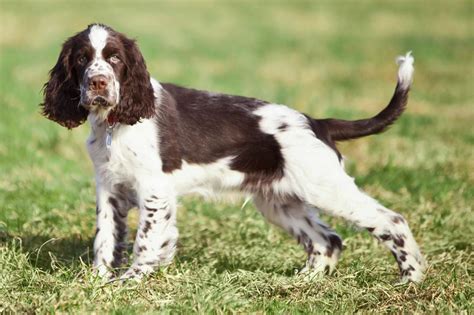 English Springer Spaniel Dog Reviews Real Reviews From Real People