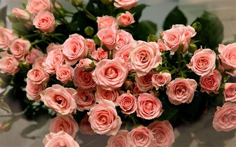 Check spelling or type a new query. Pink Rose Flower Wallpapers - Wallpaper Cave