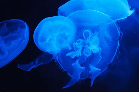 Translucent Blue Jellyfish Free Stock Photo Public Domain Pictures