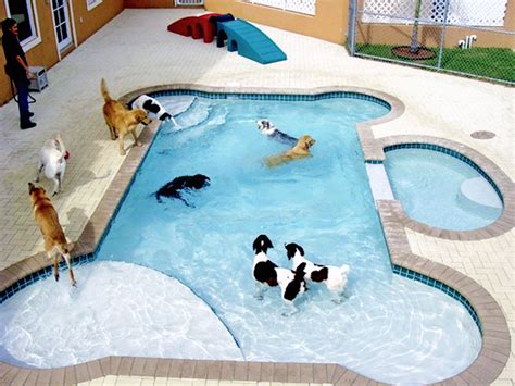 Dog Pool Image By Zebra Girl On Insane Pet Stuff Dog Swimming Dog