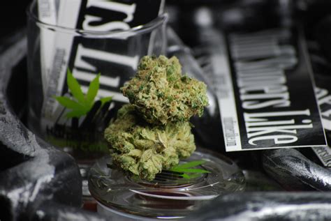 Turnpine Dominant In Silver Back Strain