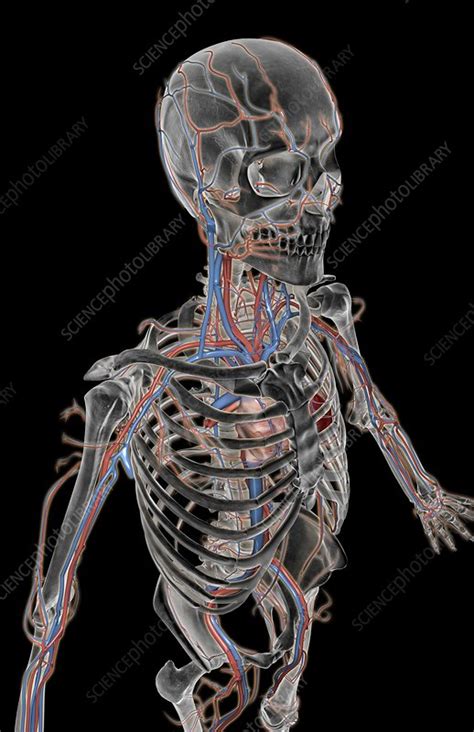 Some are larger than others. The blood vessels of the upper body - Stock Image - C008 ...