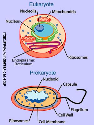 One difference between prokaryotic cells and eukaryotic cells, like these plant cells, is that eukaryotic cells contain nuclei, seen here as black dots. Prokaryotic and Eukaryotic Cells