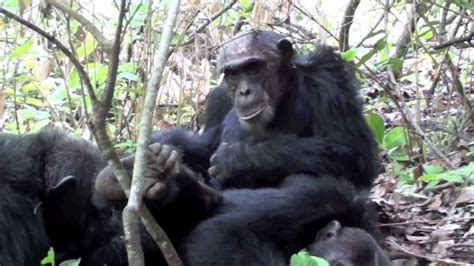 Mahale And Gombe Chimpanzee Trekking Peaks Of Africa