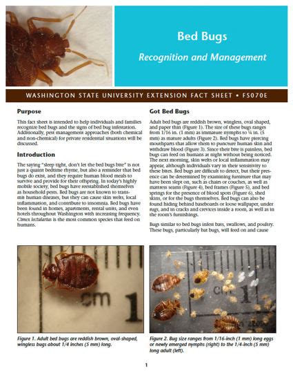 Wsu Extension Publicationsrecognizing And Managing Bed Bugs