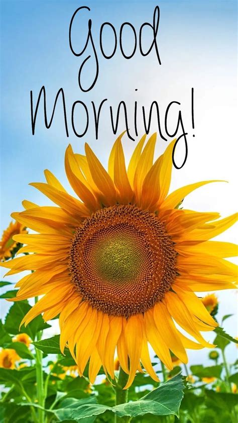 Pin By Veronica Raymond On Sunflowers Good Morning Friends Images