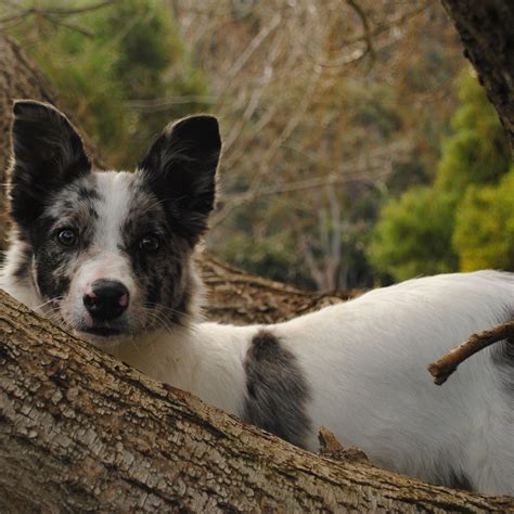 Australian Koolie Dog Pet Paw