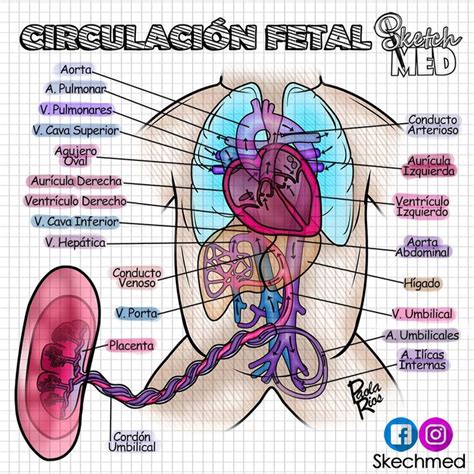 Circulación Fetal Paola Ríos Dr Vagostektchmed Facebook E Instagram