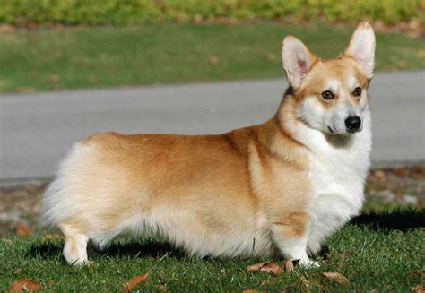 Welsh Corgi Pembroke Hundepedia Fandom Powered By Wikia