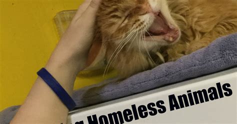 Helping Homeless Animals Indiegogo