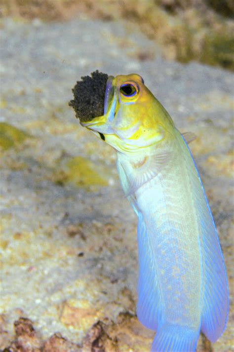 Yellowhead Jawfish Mouth Brooding 3 Photograph By Robert Wrenn Fine