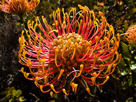 This british street artist with an international reputation shows and explains some of his best work. South African Flowers - Coriolistic Anachronisms