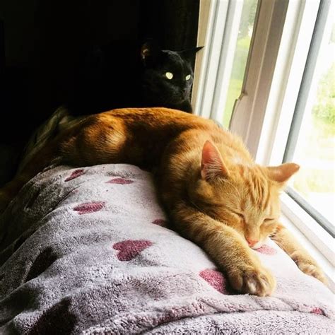 Sunday Morning With Dobby And Swif 😺 Dobbythefirecat Famouscat