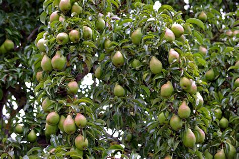 Fruit Trees Home Gardening Apple Cherry Pear Plum Pear Tree Fruit