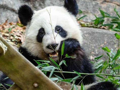 Zoo Atlanta More Than Just Pandas And Elephants