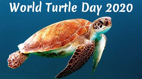 World Turtle Day 2020 Date And Significance History C