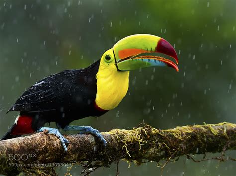 Photograph Keel Billed Toucan By Maurício Soares On 500px