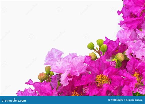 Beautiful Purple Flowers On White Background Stock Image Image Of