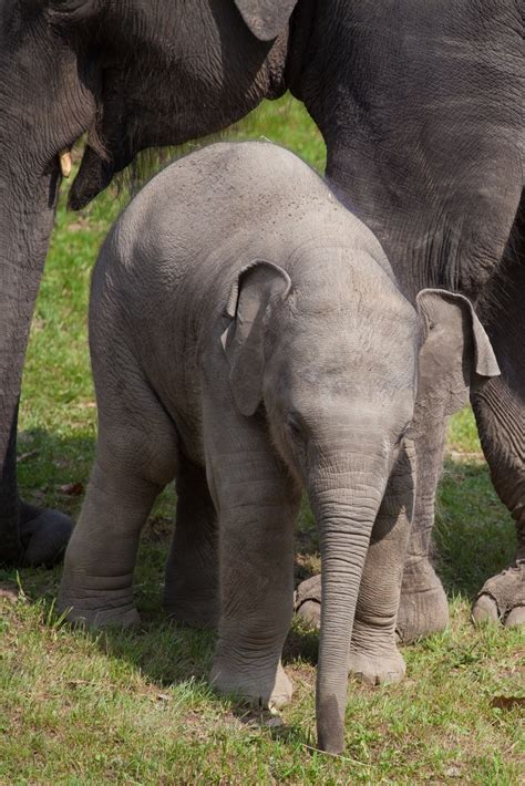 Baby Elephant Free Stock Photo Public Domain Pictures