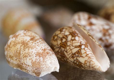 Collection Series Seashells From The Red Sea Photo